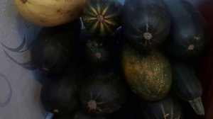 Как сохранить в домашних условиях в свежем виде кабачки и патиссоны до весны. Дозревшие перцы .