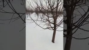 Подвой 54-118, сравненния с ММ106. Что лучше?