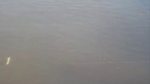 Salmo Slider 10F HGS