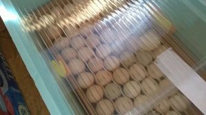 Тонкости вентиляции в инкубаторе с двойным лотком// вывод цыплят