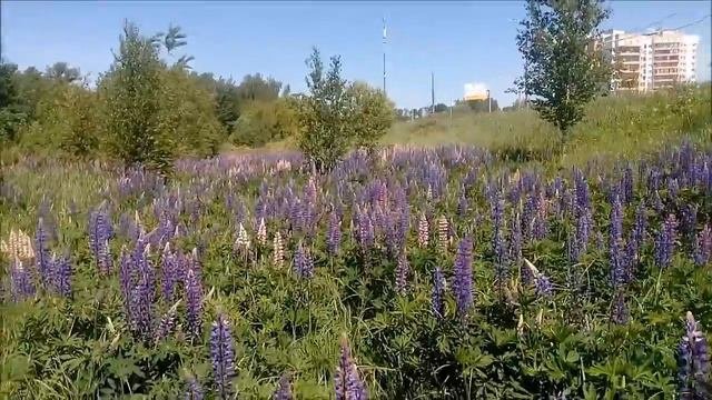 #Зеленоград_Люпиновое_поле