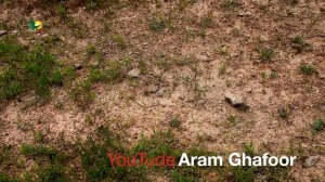 Snake Eirenis persicusماری بازوو WILD KURDISTAN