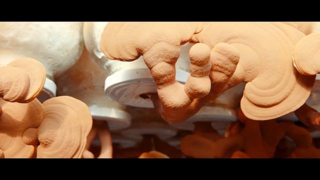 Ganoderma a magyar biocsoda