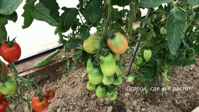 506  Сорта томатов, которые никогда не подведут. Часть 1 смотреть онлайн