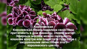 МОЖНО ЛИ ДЕРЖАТЬ В ДОМЕ ЦВЕТОК ГЕРАНИ? НАРОДНЫЕ ПРИМЕТЫ, СУЕВЕРИЯ И НЕОБЫЧНЫЕ СВОЙСТВА РАСТЕНИЯ