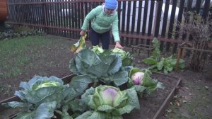 6 соток 12 октября 2023 года Хроника