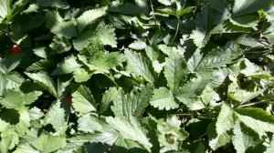 Что выросло из китайских семян. Клубника ли это?