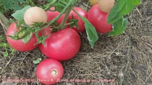 ? Вот такой Гибрид Томата Вернер у меня вырос. РОЗОВЫЕ ПОМИДОРЫ для открытого грунта