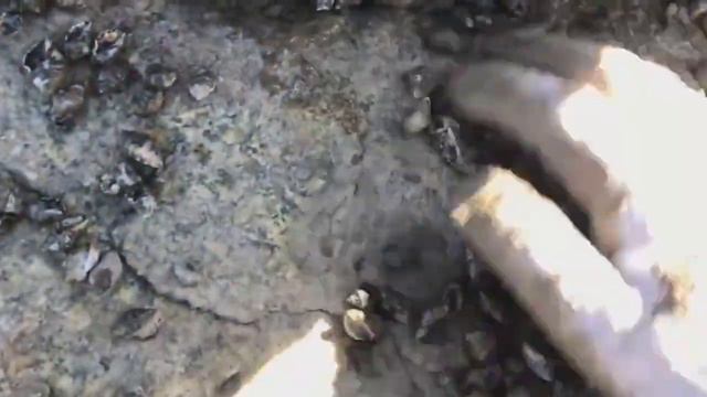 赶海小岛抓海螺，二哥发现辣螺聚集的海岛，今天准备抓到爆桶才行 смотреть онлайн