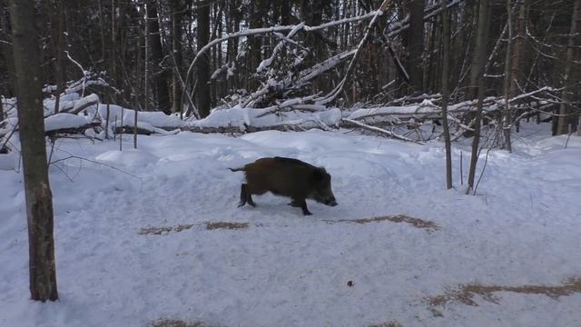 Голодный дикий поросёнок потерял страх. смотреть онлайн