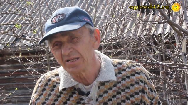 Размышления о перепрививке яблони в сибирских условиях