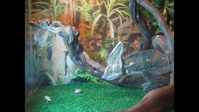 Кормление хамелеона йеменского смотреть онлайн