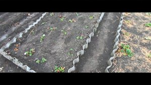 Клубника мульчирование соломой Как правильно выращивать клубнику