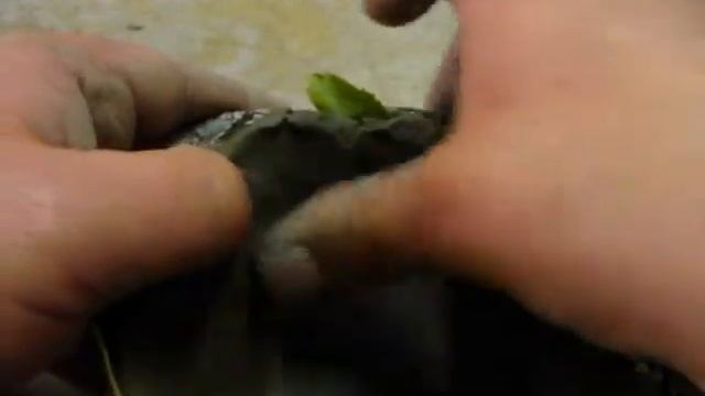 тарелка листья смотреть онлайн