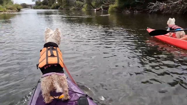 Peaceful @kayak trip down the Mersey River with my 2 @westie @dogs смотреть онлайн
