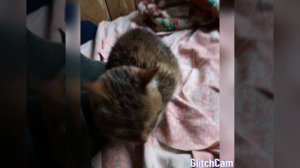 Когда умер кот