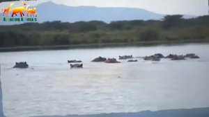 Разъяренный бегемот напал на туристов в лодке! Туристы едва не стали жертвой бегемота / Ужас!