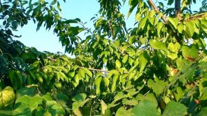 Полет бабочки замедленный