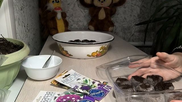 Подготавливаю торфяные таблетки для посева Петуний и Эустомы.