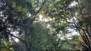 Лондон/ парк в Лондоне Battersea/ прогулка/ #лондон #великобритания