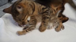 Мама кошка воспитывает котенка