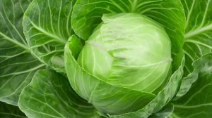 ЗАЧЕМ РАСТЕНИЯМ НУЖНЫ ЛИСТЬЯ