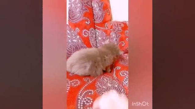 Британский котенок длинношерстный, окрас циннамон. смотреть онлайн