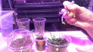 Рассаживаю почки Гортензии Bonfire #результат#укоренения#почкой#рассаживаю#черенки#гортензия#бонфае