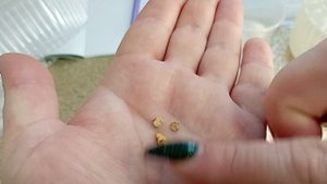 🌶🌶🌶  Проращивание семян  перца Египетская сила. От увиденного потеряла дар речи! 😱😱😱