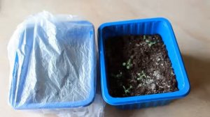 КАК ВЫРАСТИТЬ БАЗИЛИК ДОМА ! СУПЕР СПОСОБ !