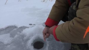 Рыбалка. Окуни - красавцы на "Балду" и хитрые щуки на жерлицы.