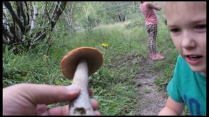 ВЫХОД ЗА ГРИБАМИ. #грибы #каксобиратьгрибы