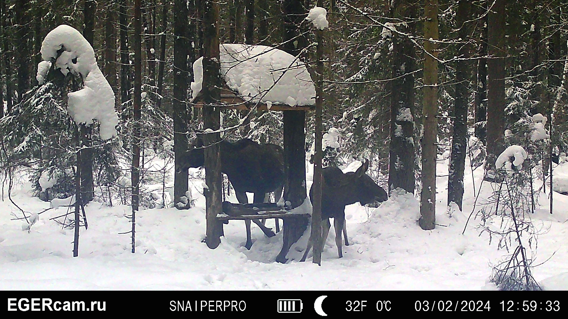 Лоси. Семейка на солонце )
Всегда свежие фото и видео с фотоловушек Егерькам.