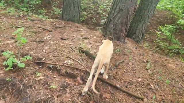 Испанская борзая, гальго - щенки на прогулке. смотреть онлайн