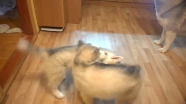 Щенки сибирской Хаски смотреть онлайн