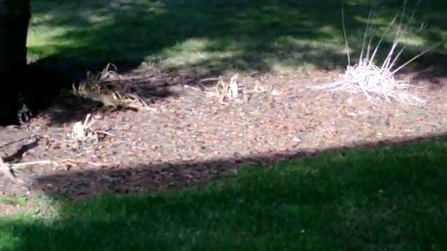 Squirrel getting ready for winter 2-2 смотреть онлайн