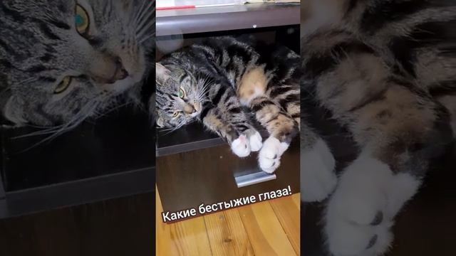 #Кот гулял всю ночь на даче и проспал весь следующий день. Как вы думаете, что он будет делать ночь