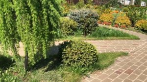 Лиственница плакучая  через месяц после обрезки. Итоги лечения солнечных ожогов. 17.05.2021