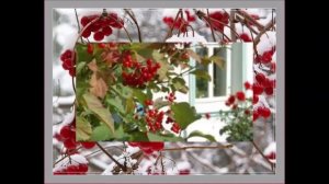 Ах калина , красная калина.