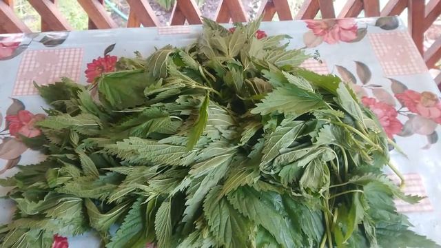 Растительная подкормка. Стимулятор роста. Натуральная подкормка из крапивы.