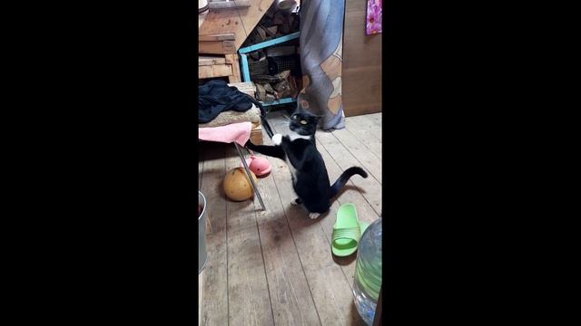 Красавчик и его проделки. смотреть онлайн