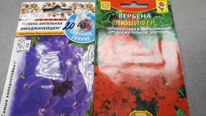 Вербена,милое многолетнее растение.