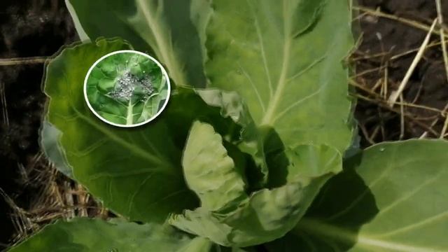 Эти методы помогают мне бороться с вредителями капусты. Осенью собираю вилки капусты по 9-12 кг! смотреть онлайн