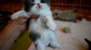 Cosmo's Very Sweet 2 1/2 Week Old Blue and Chocolate Persian and Himalayan Kittens