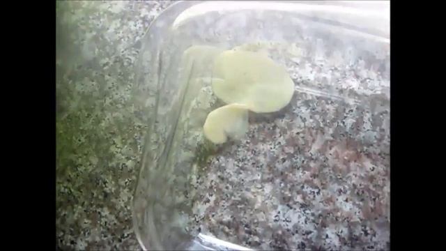 КАРТОФЕЛЬНАЯ ЗАПЕКАНКА с грибами,сыром и сливками смотреть онлайн