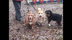 Цвергшнауцер Тоби. Три хороших друга