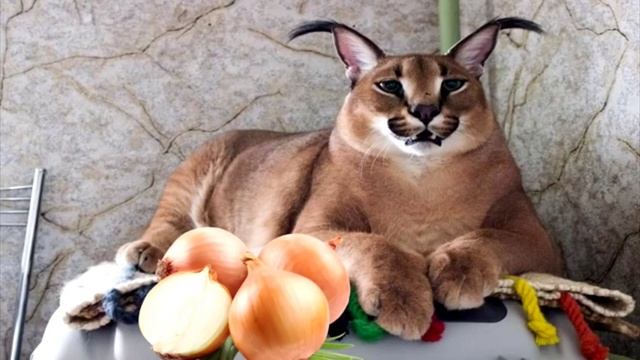 шлепа готовит пельмени смотреть онлайн