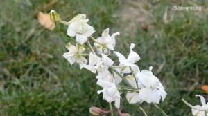 Самые красивые женские имена со всего мира