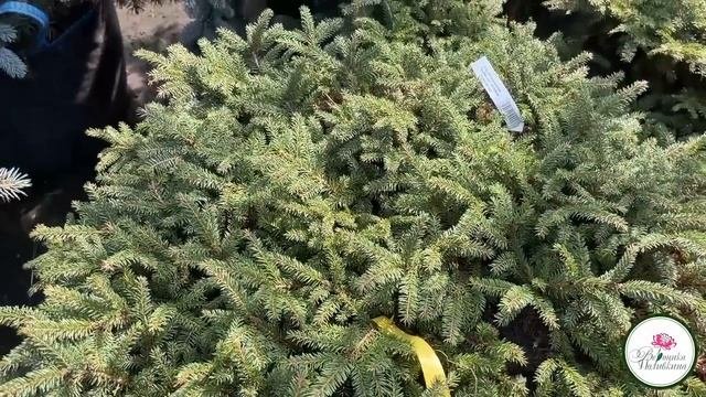 КАК СОЗДАТЬ САДОВУЮ КОМПОЗИЦИЮ для начинающих