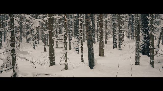 Красивый снежный лес. Beautiful snow forest 4К | Эпизод 16
